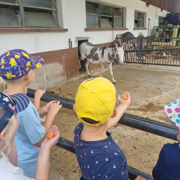 Bauernhof, Projekt, Ding-Kiga