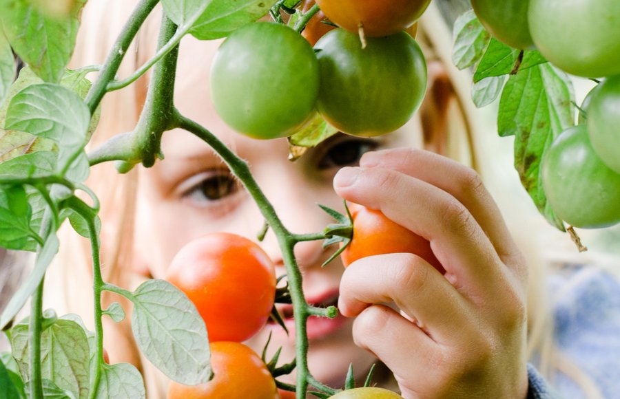 Garten, Ding- Kindergarten, Chips, Erzieher