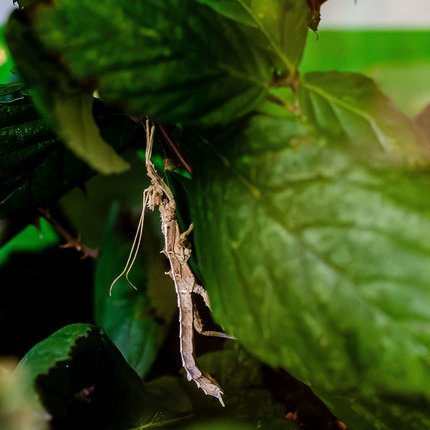 Stabheuschrecke, Tiergestützte Pädagogik, Ding-Kindergarten